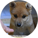 柴犬はなちゃんチャンネル